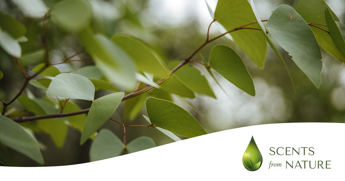 Essential Oils | Scents from Nature