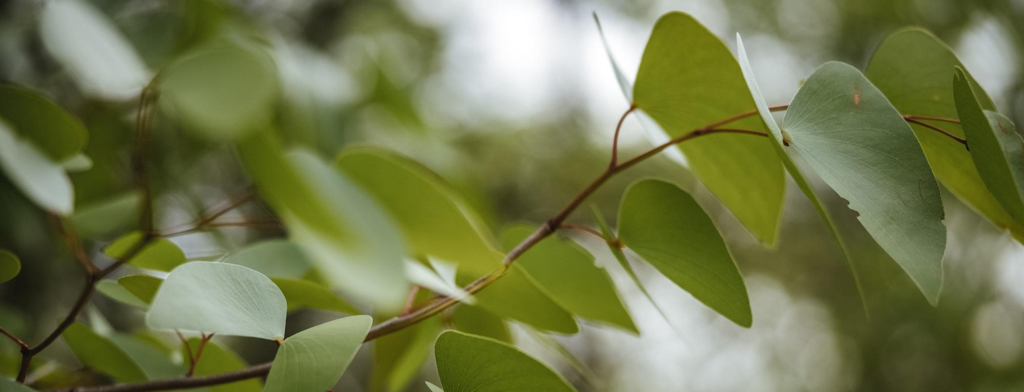 Les Huiles Essentielles