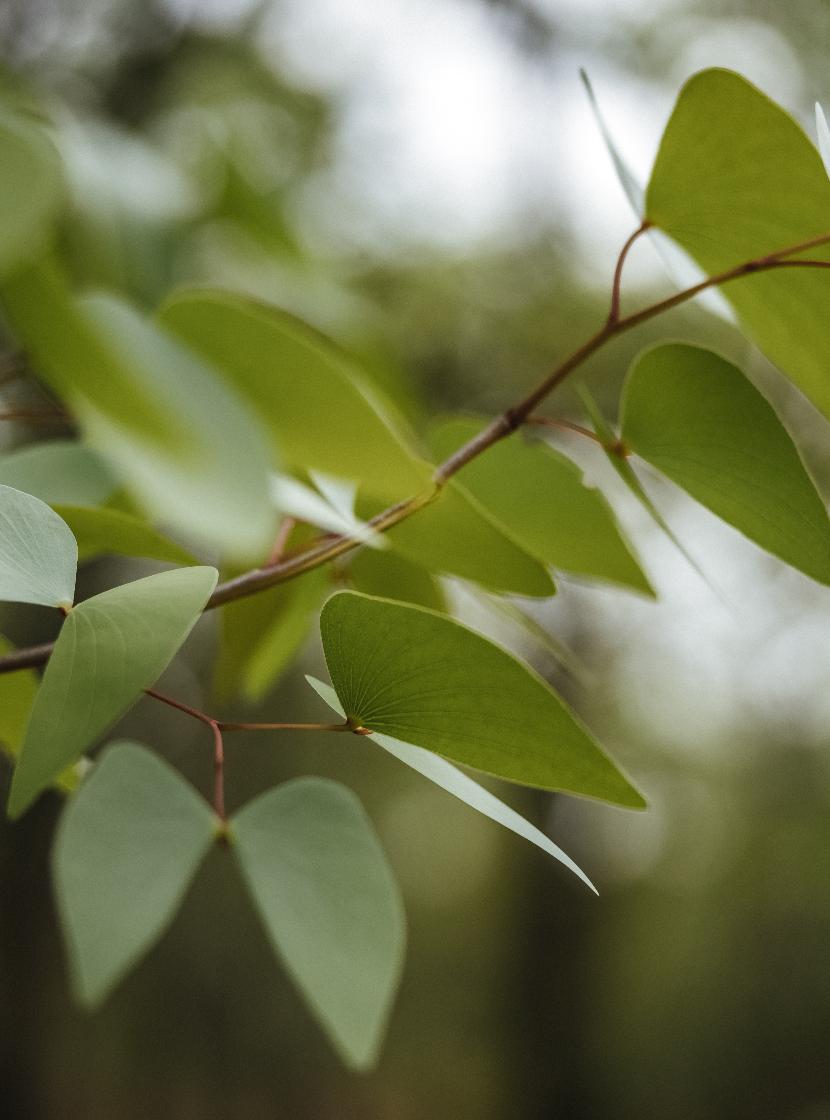 Essential Oil Applications