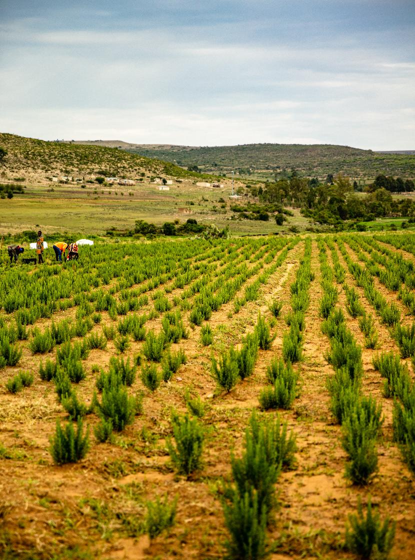 Scents from Nature sustainable practices