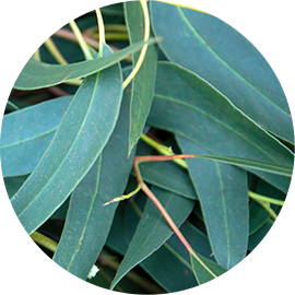 Huile d'Eucalyptus Globulus