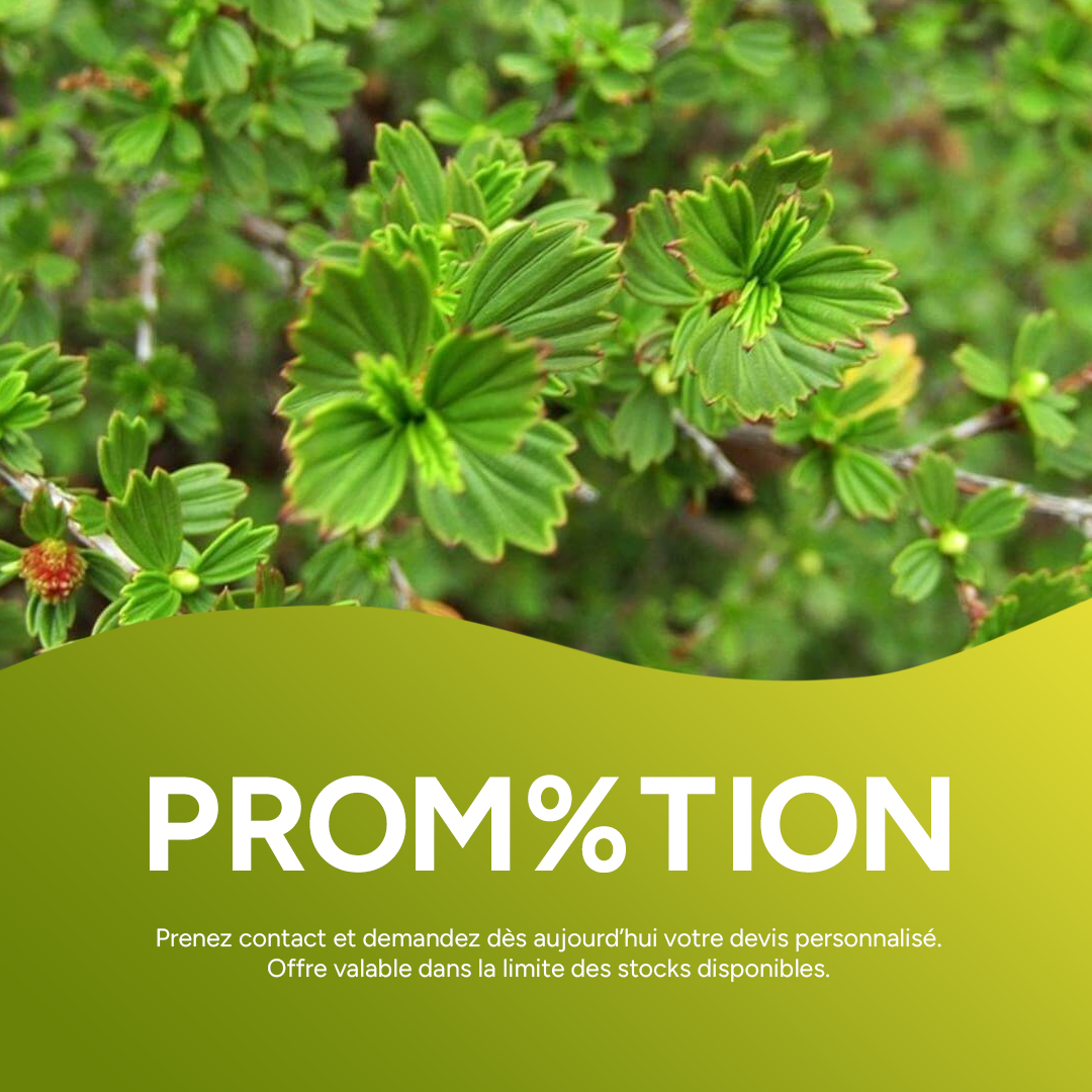 Huile Essentielle Biologique du Buisson de la Réssurection