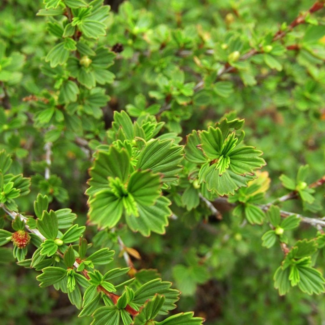 Resurrection Bush Essential Oil Sample