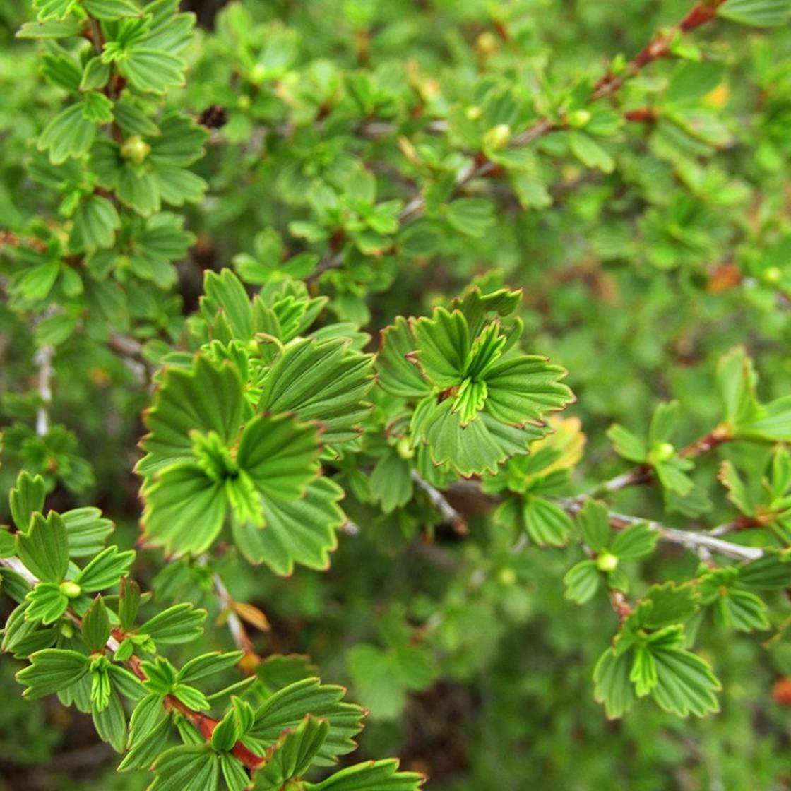 Échantillon d'Huile Essentielle Biologique du Buisson de la Réssurection