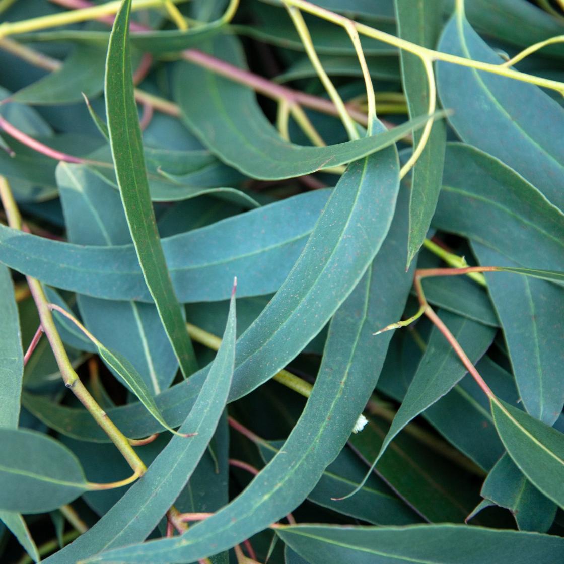 Eucalyptus Globulus Organic Essential Oil Sample