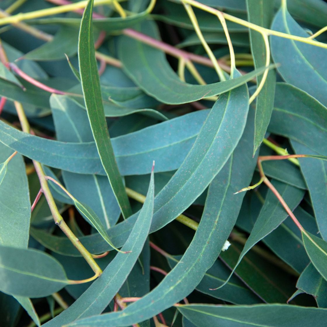 Eucalyptus Globulus Organic Essential Oil