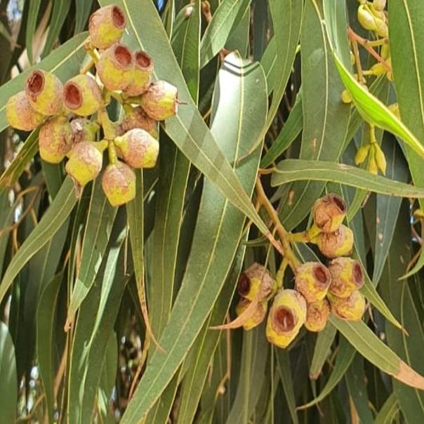 Échantillon d'Huile Essentielle Biologique d'Eucalyptus Citronné