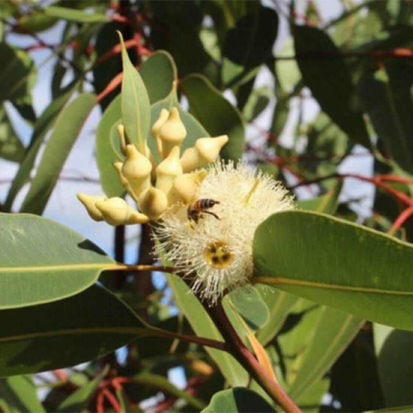 Échantillon d'Huile Essentielle Biologique d'Eucalyptus Robusta