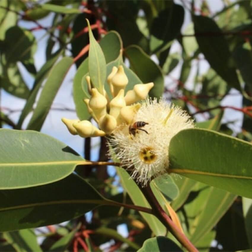 Huile Essentielle Biologique d'Eucalyptus Robusta