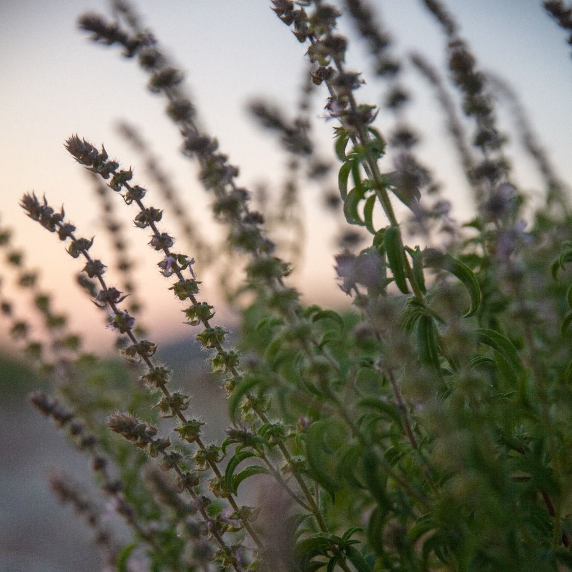 Angolan Basil Organic Essential Oil