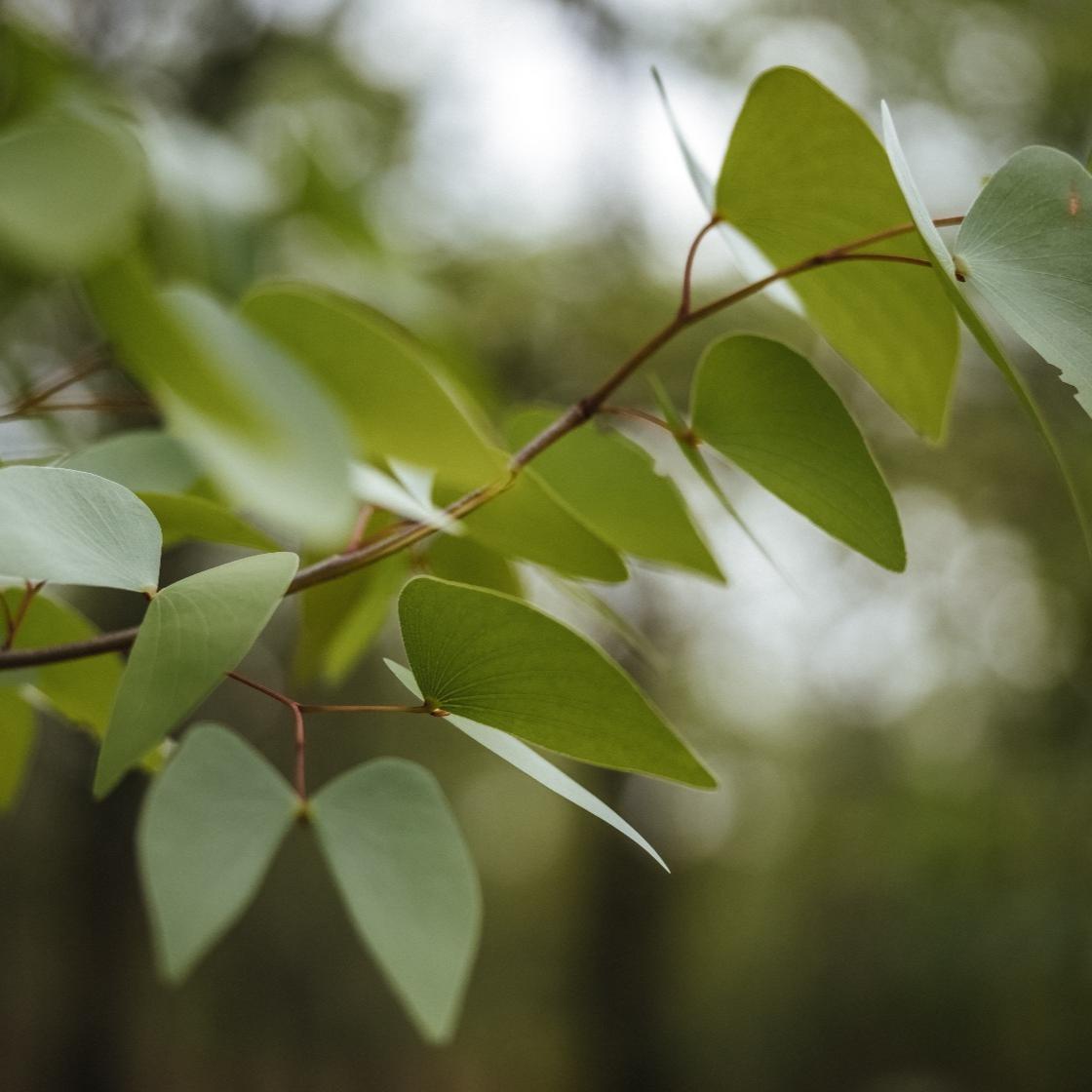 Mopane Organic Essential Oil Sample