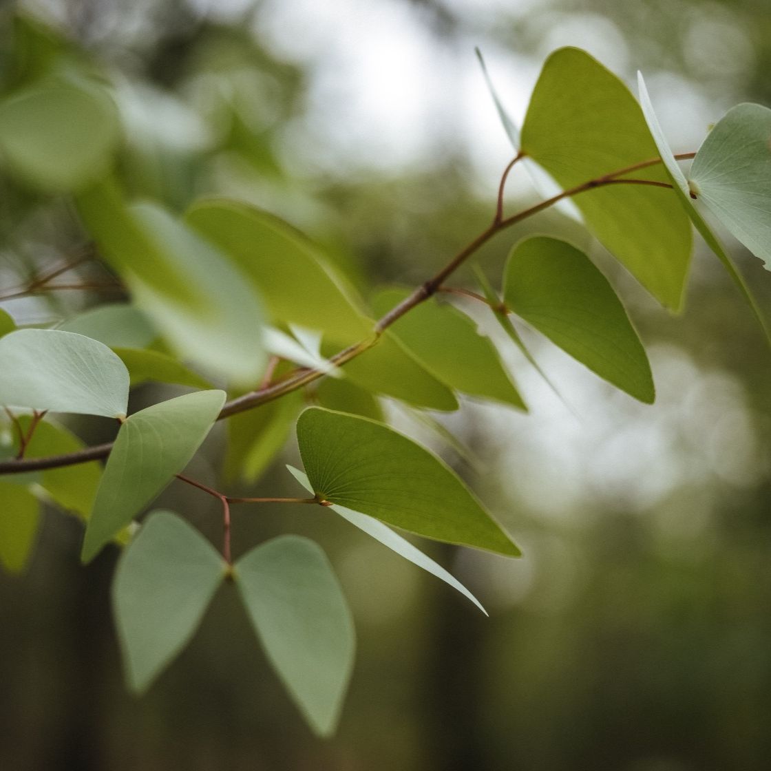 Óleo Essencial Biológico Mopane