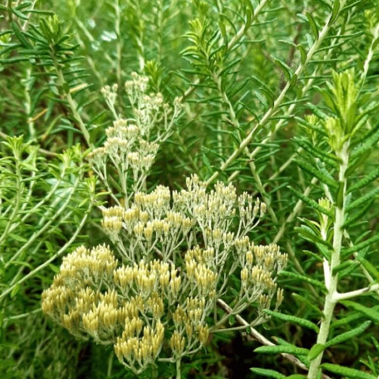 Échantillon d'Huile Essentielle Biologique d'Immortelle Africaine