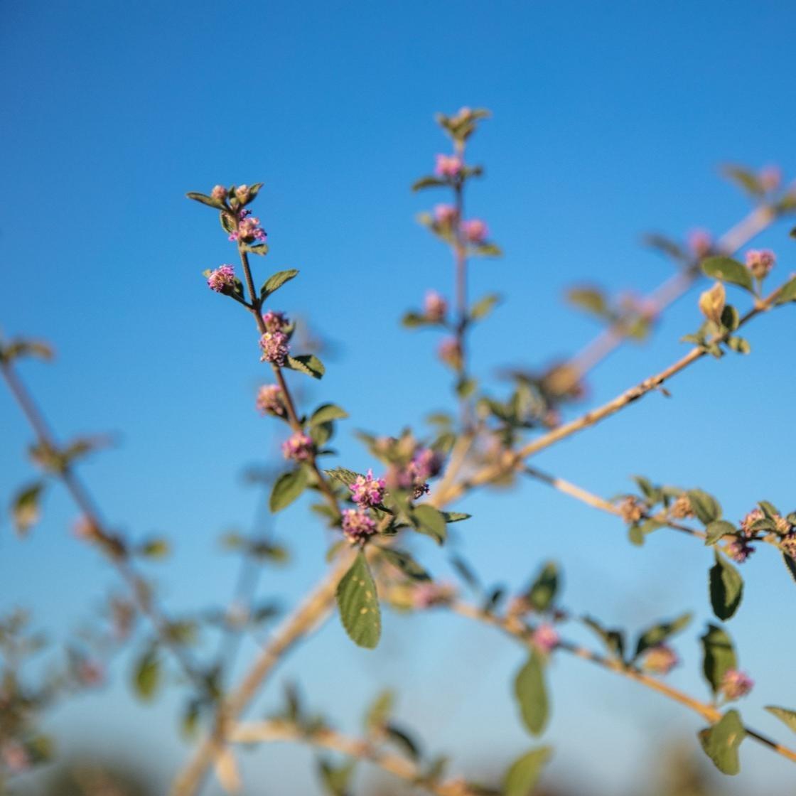 Amostra de Óleo Essencial Biológico Verbena Branca