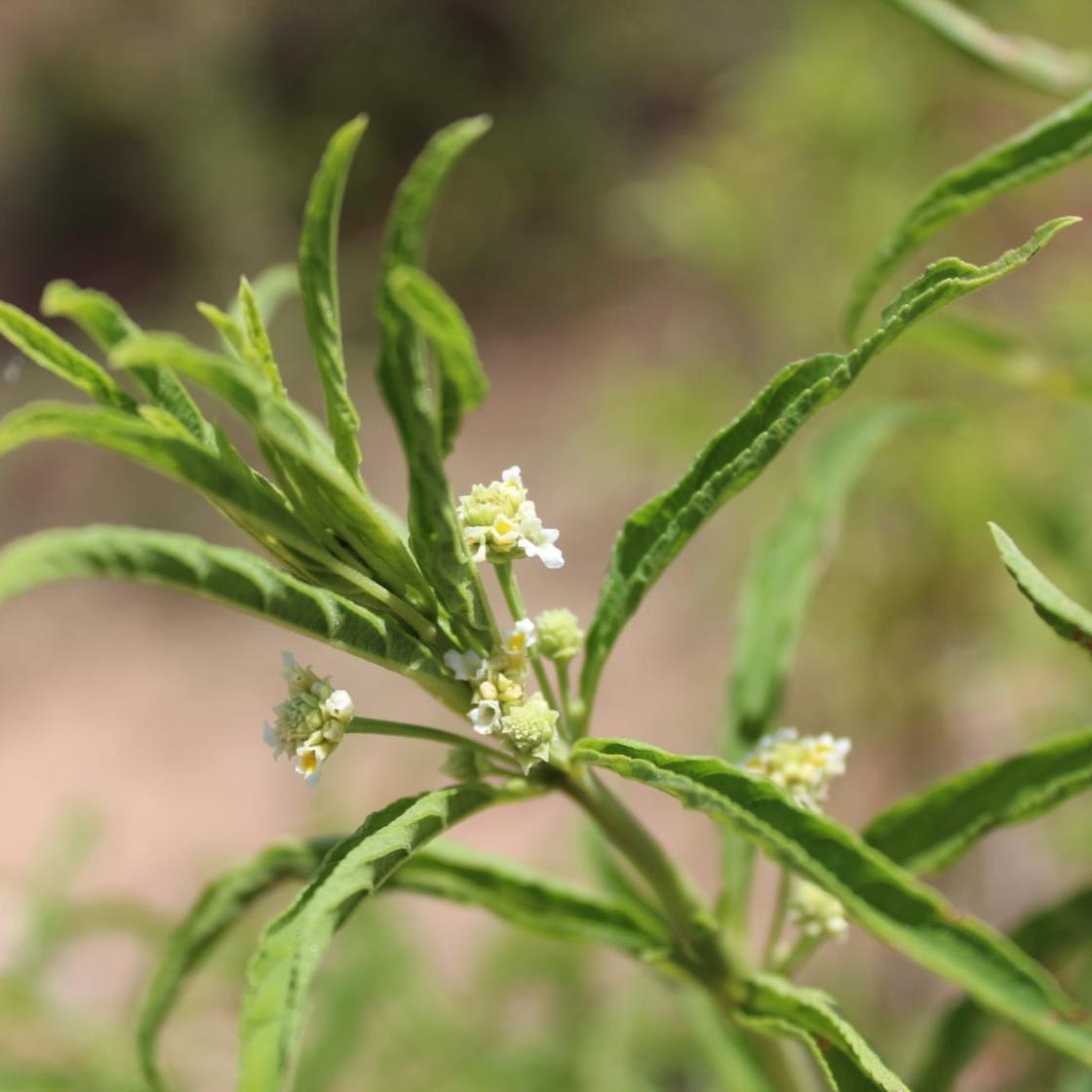 Échantillon d'Huile Essentielle Biologique de Verveine Sauvage