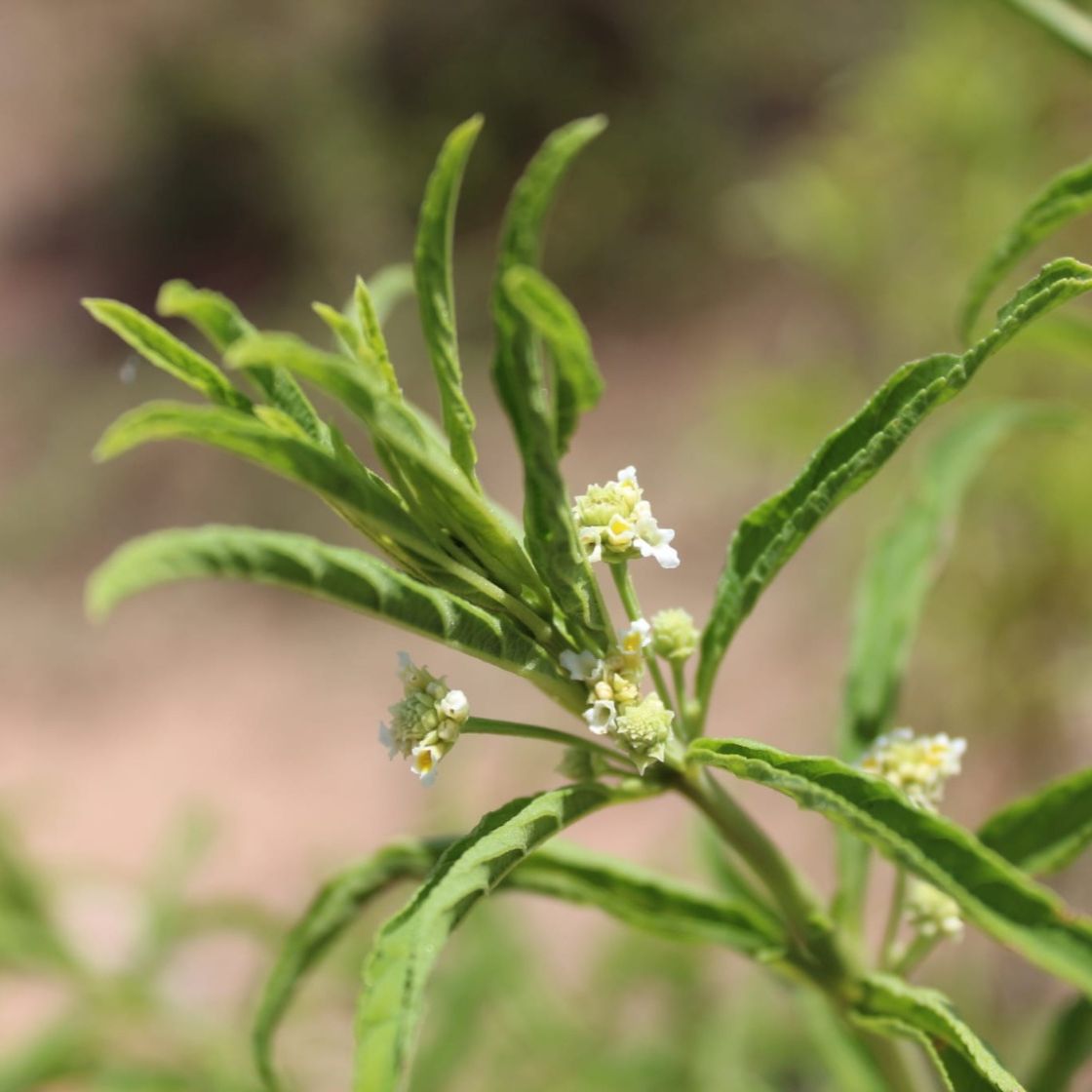 Wild Verbena Organic Essential Oil