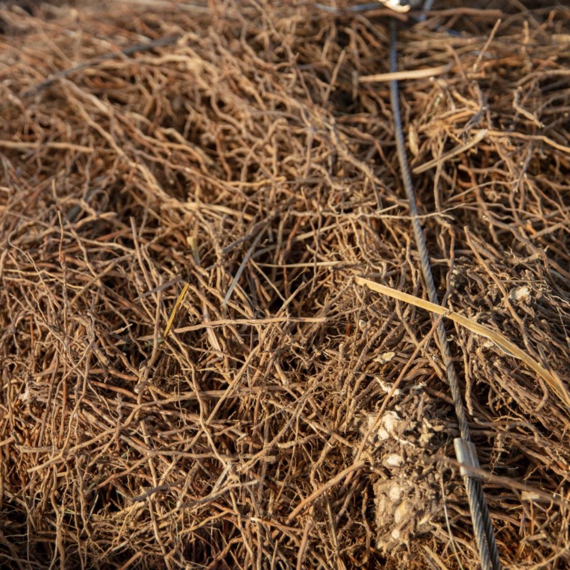 Amostra de Óleo Essencial Biológico Vetiver