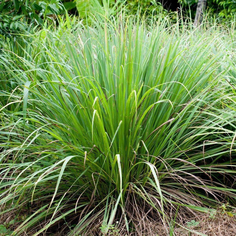 Lemongrass Essential Oil Sample