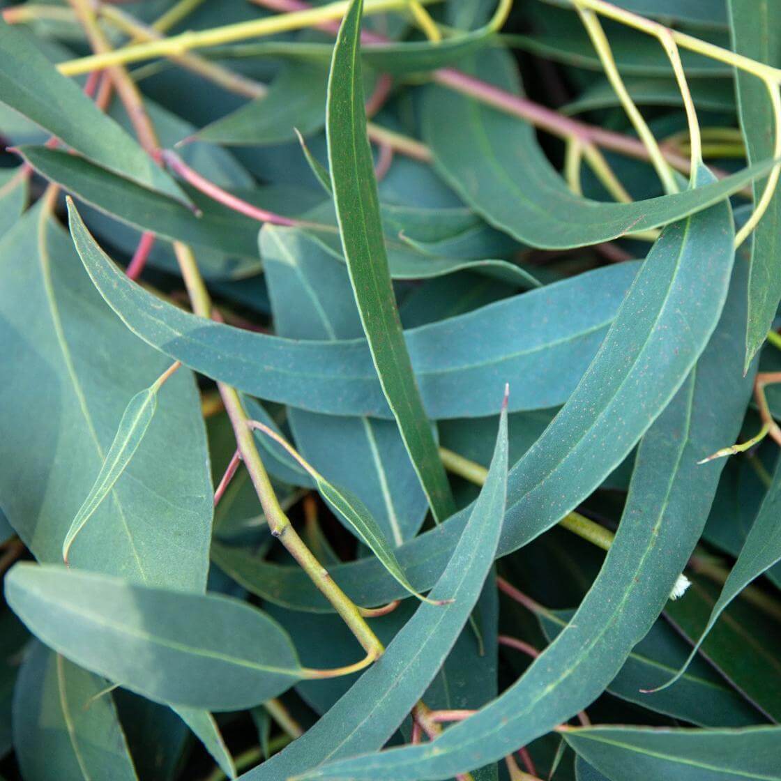 Échantillon d'Huile Essentielle d'Eucalyptus Globulus