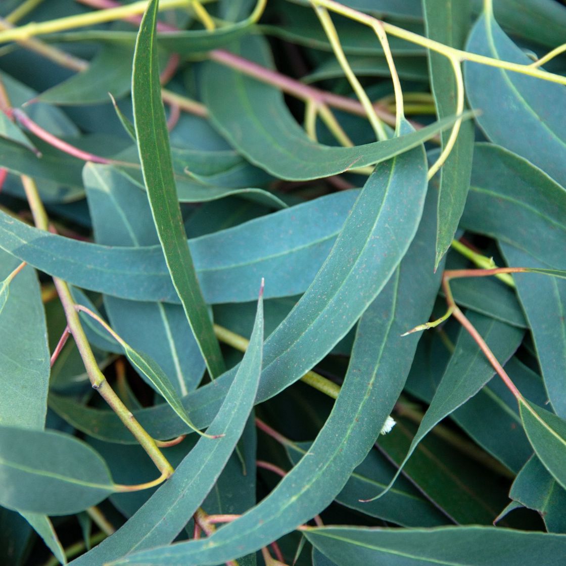 Eucalyptus Globulus Essential Oil