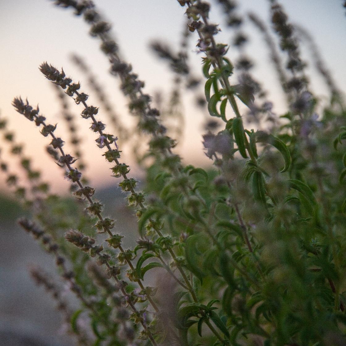 Angolan Basil Essential Oil Sample