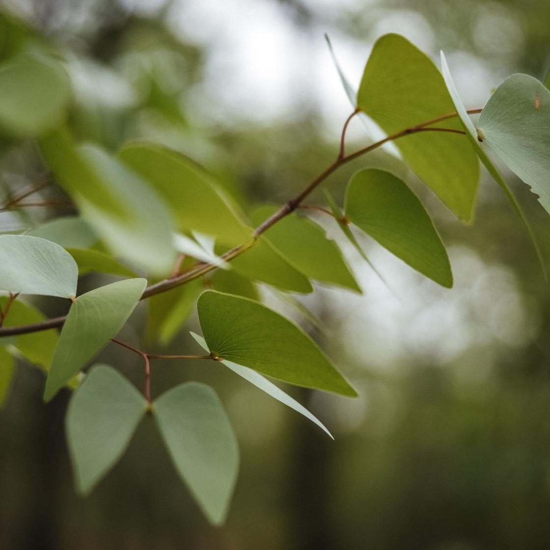 Amostra de Óleo Essencial Mopane