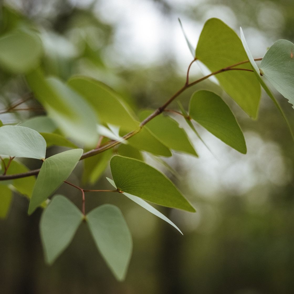 Óleo Essencial Mopane