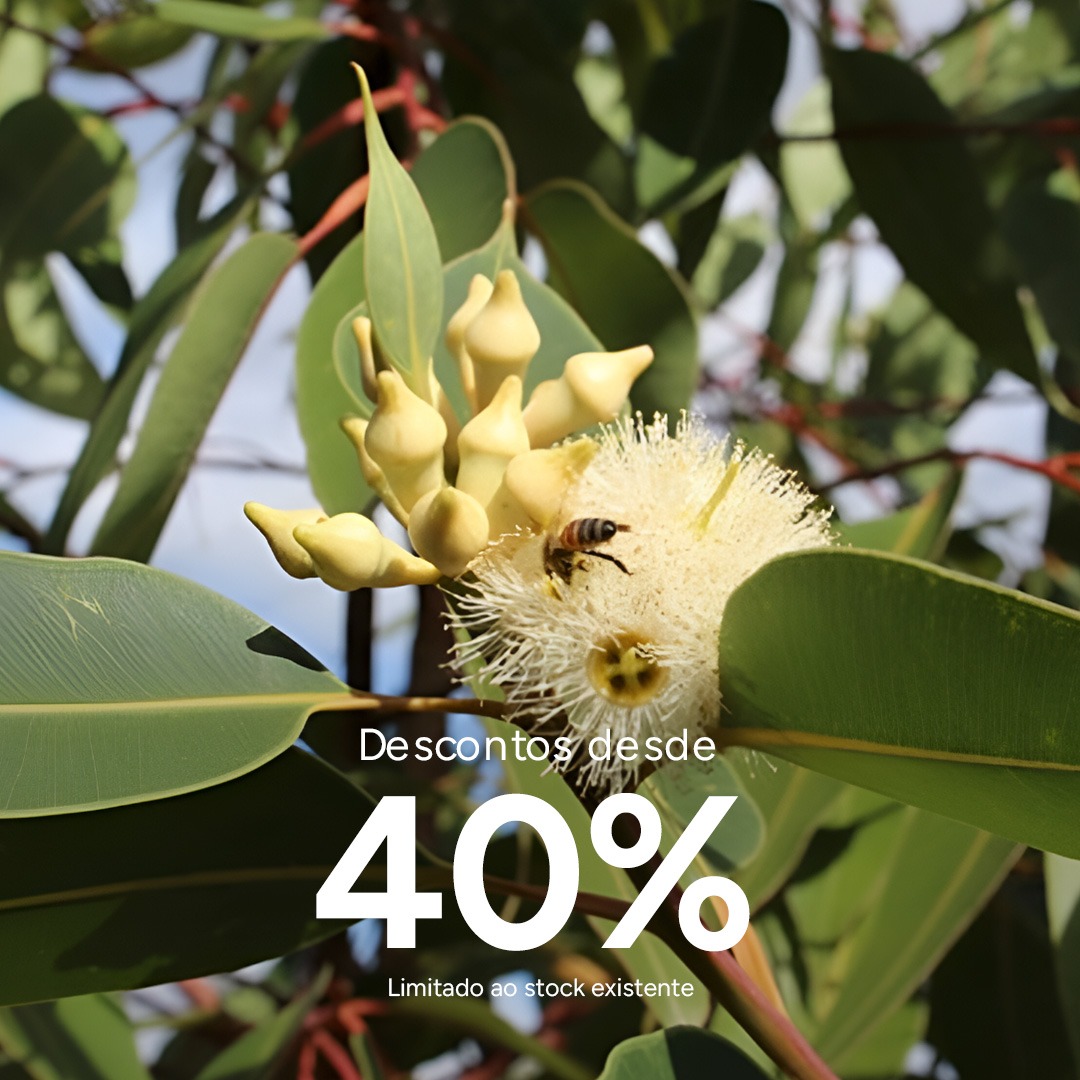 Óleo Essencial Biológico Eucalipto Robusta