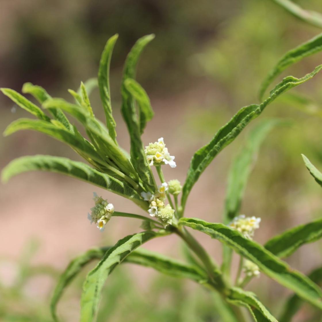 Wild Verbena Essential Oil Sample