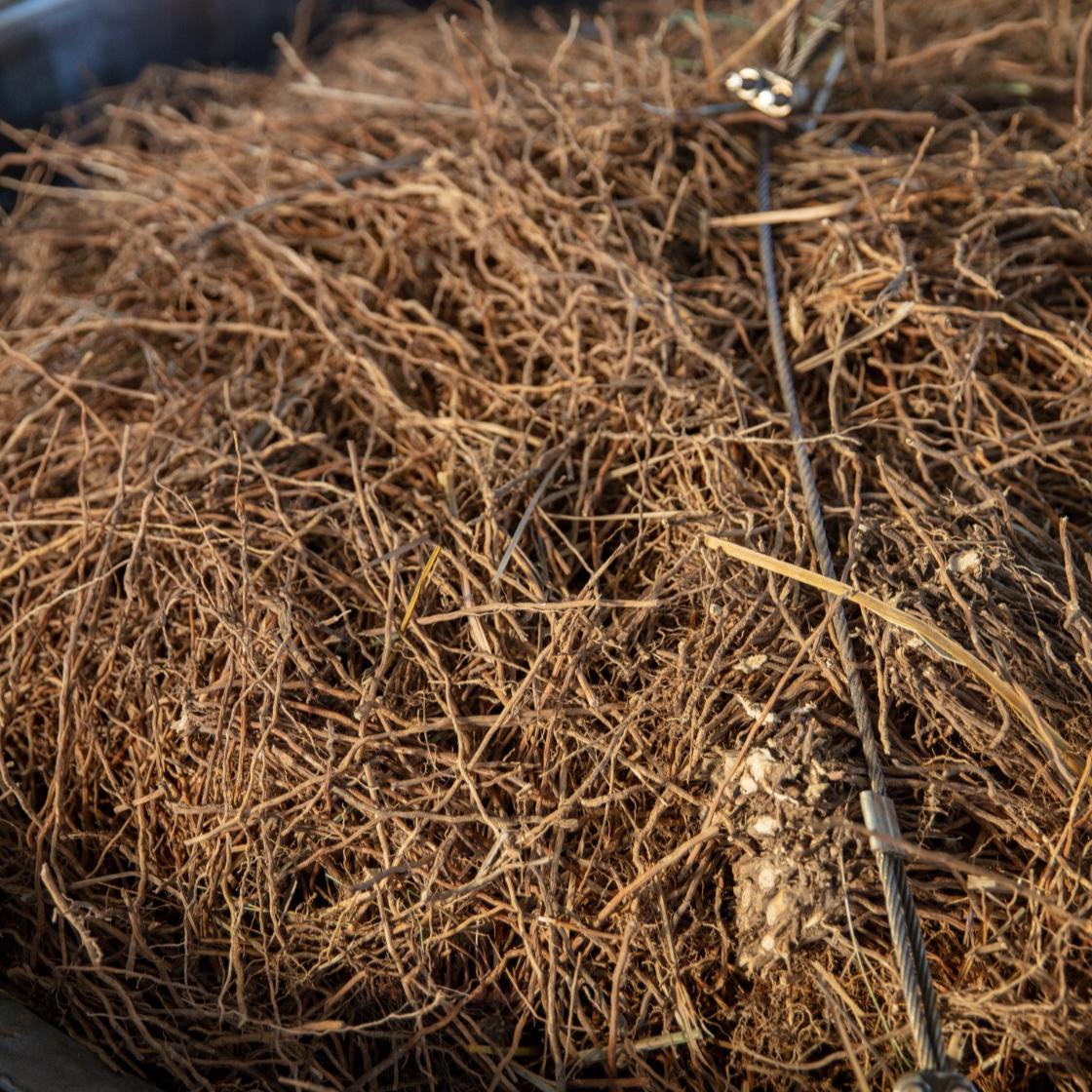 Amostra de Óleo Essencial Vetiver