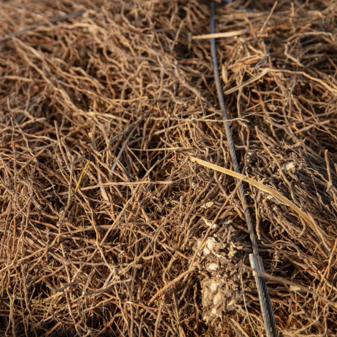 Vetiver Essential Oil