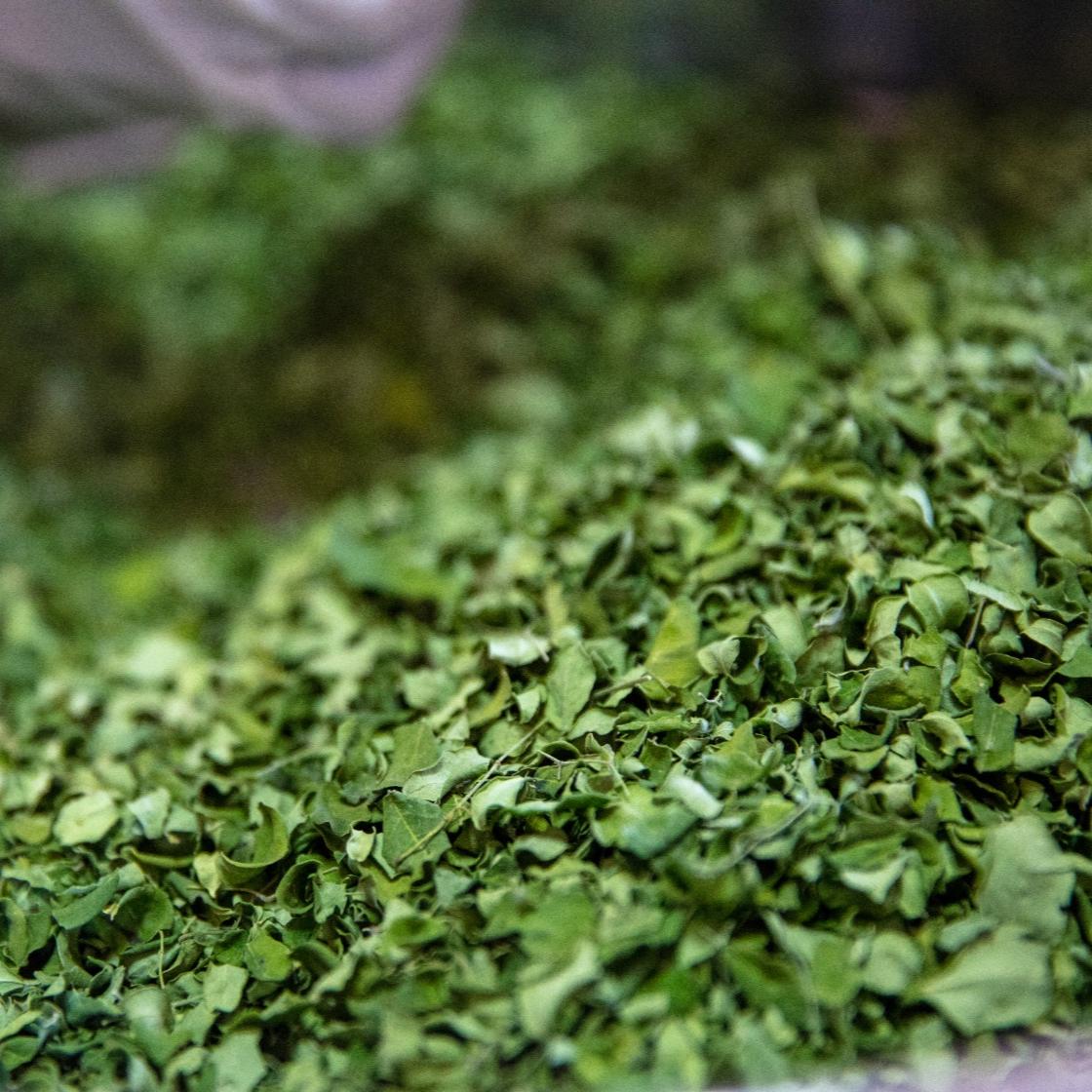 Échantillon d'Huile Végétale de Moringa