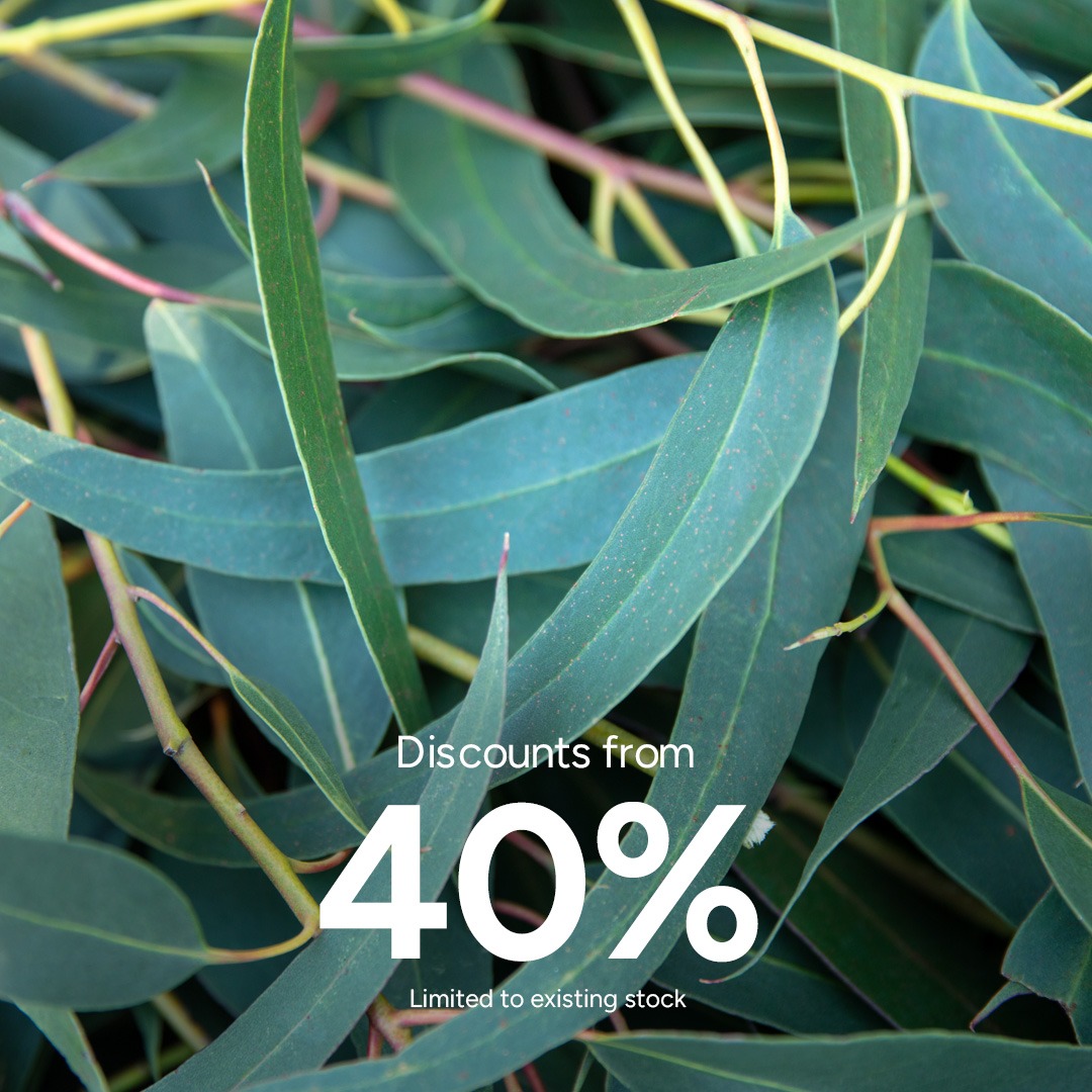 Eucalyptus Globulus Organic Essential Oil