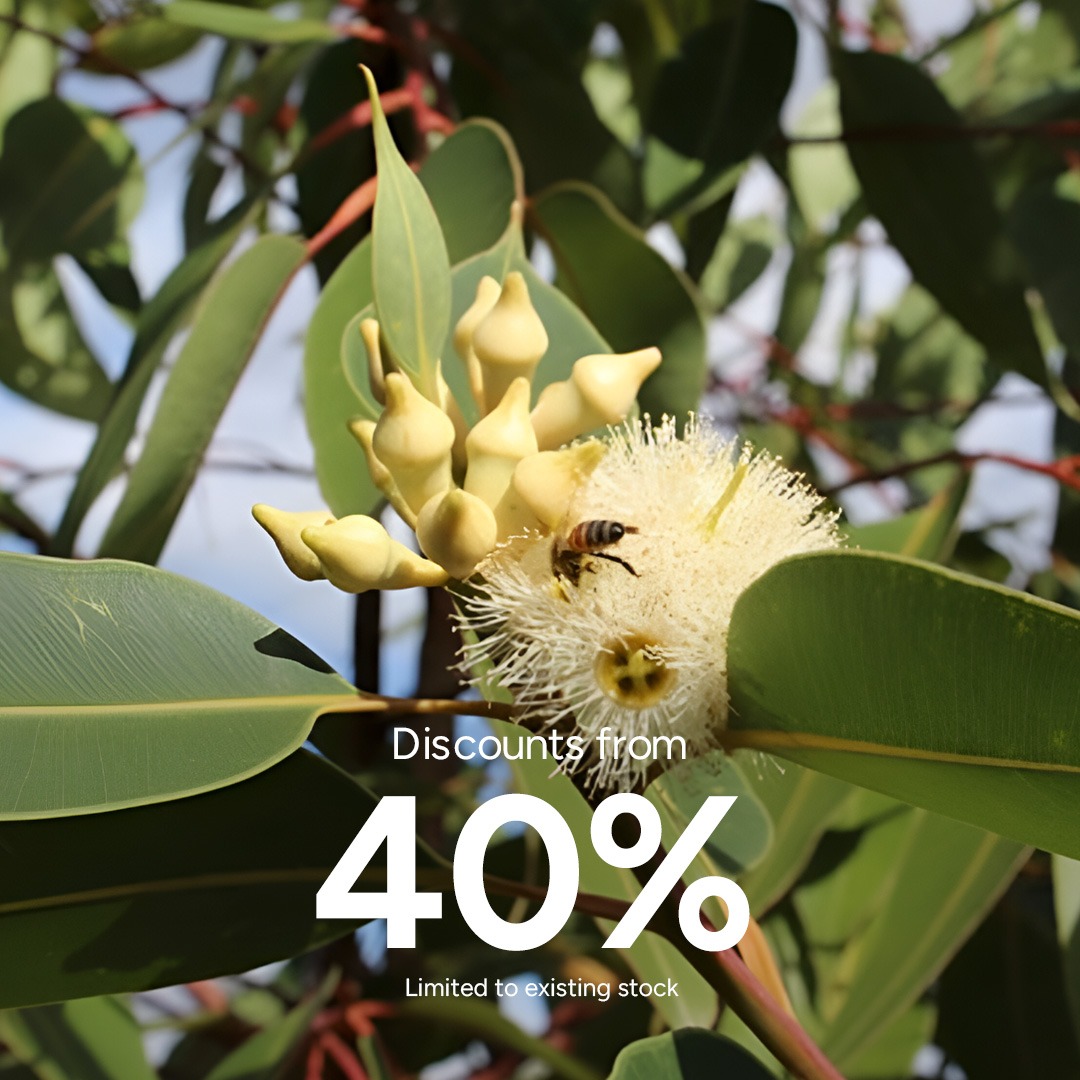 Eucalyptus Robusta Organic Essential Oil