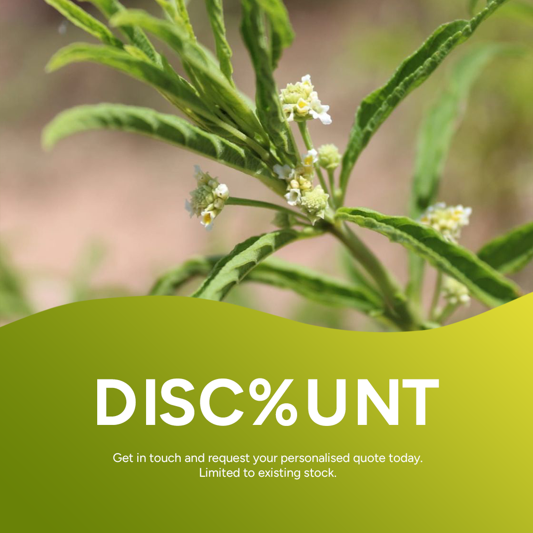 Wild Verbena Organic Essential Oil