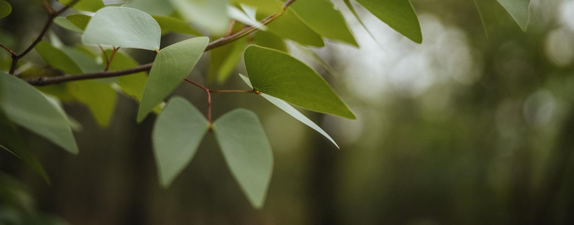 L’Utilisation des Huiles Essentielles