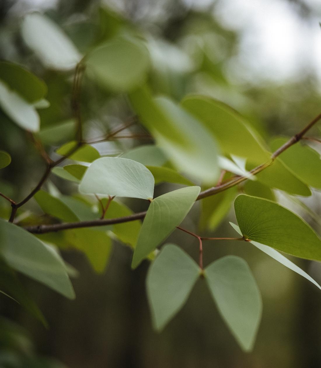 Essential Oil Applications