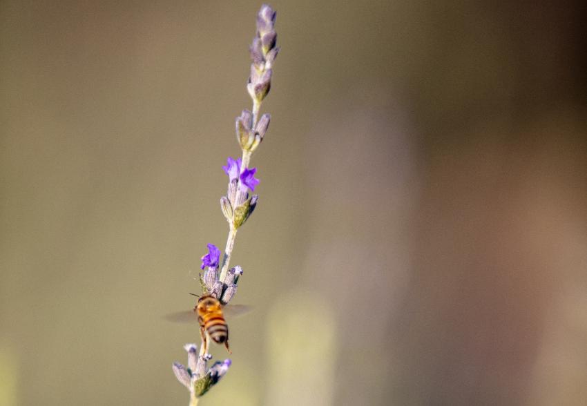 Óleos essenciais naturais para indústria: autenticidade, qualidade e sustentabilidade