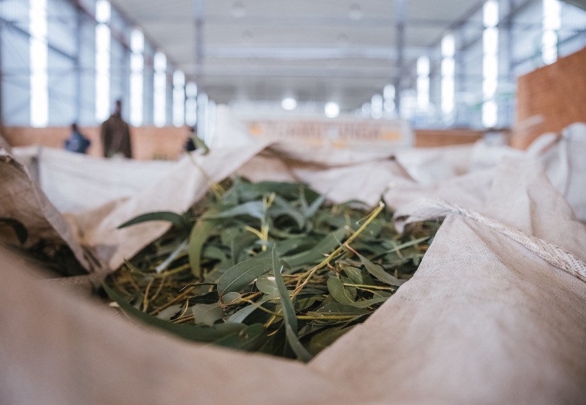 Scents from nature receives official distinction as a Gazela 2024 company 