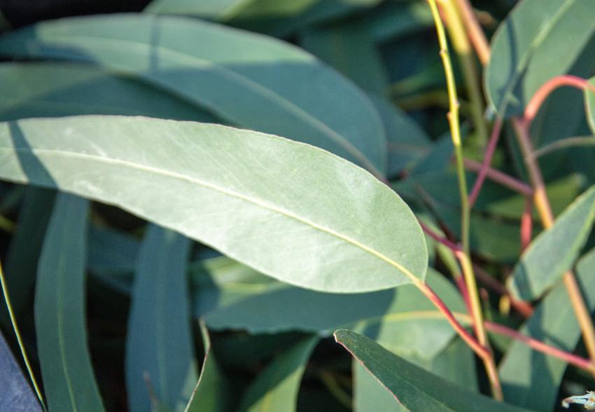 Óleo Essencial Eucalipto Globulus: o aliado natural da indústria farmacêutica