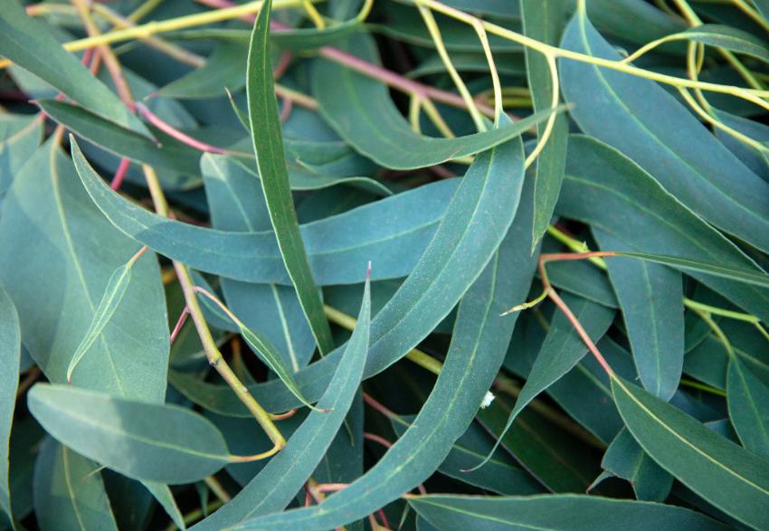 Eucalyptus EO – Essential Oils sourced from Nature
