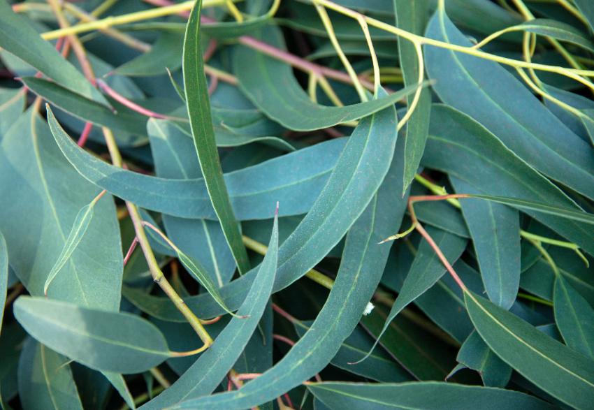 Óleo Essencial de Eucalipto Globulus: o ingrediente mágico da saúde respiratória