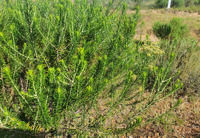 Immortelle Africaine: de la Plante à l'Huile Essentielle