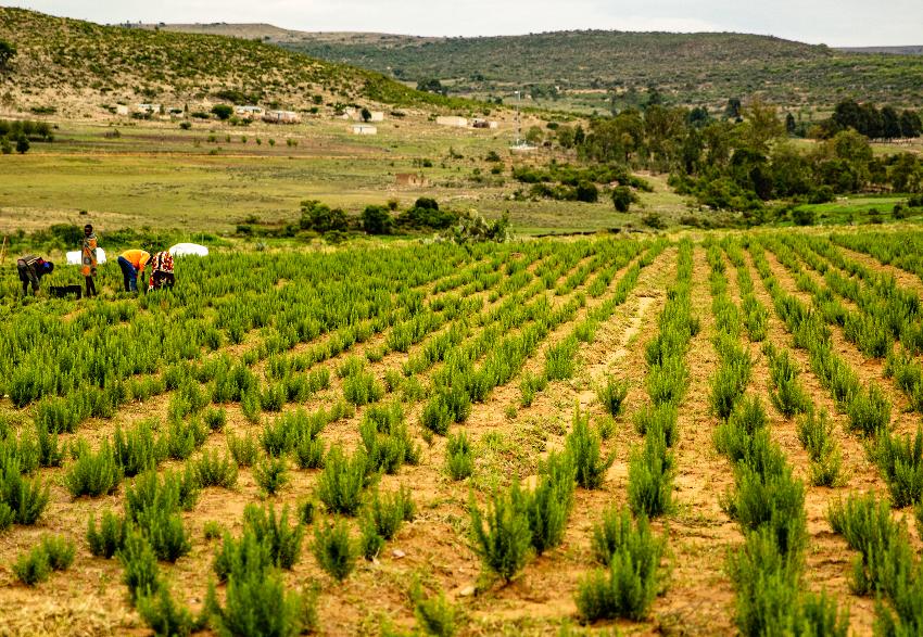 Como seleccionamos e protegemos as Plantas Selvagens