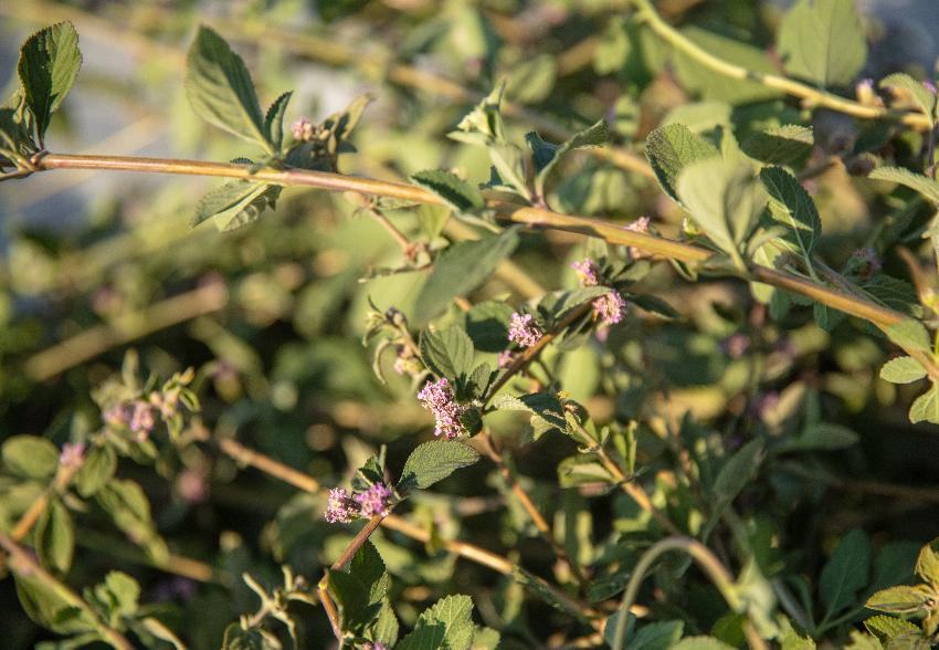 Marco Valussi's Report on White Verbena Essential Oil