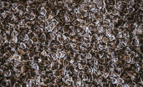 Huile végétale de moringa Huile végétale de moringa
