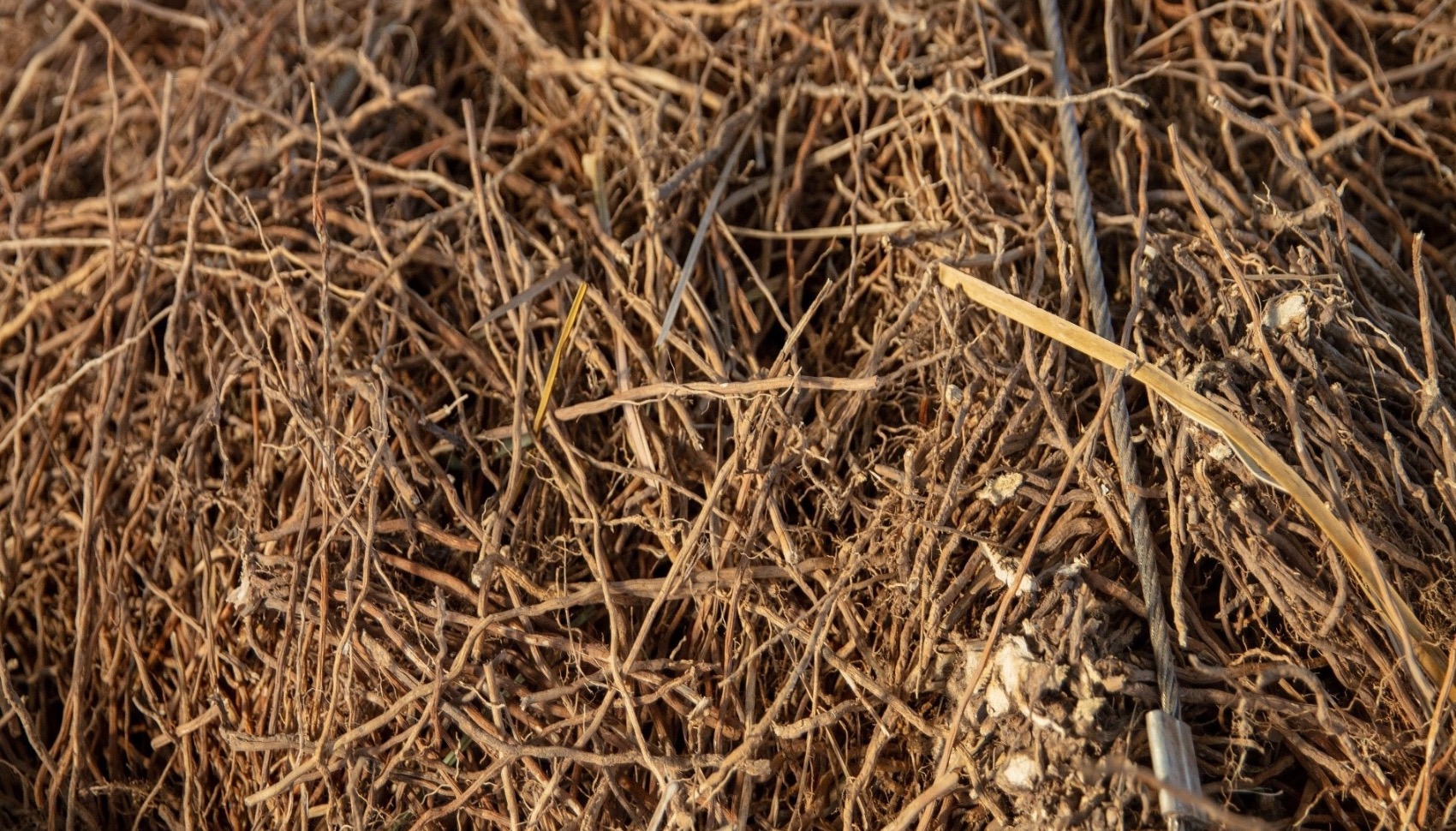 Benefícios do Óleo Essencial Vetiver