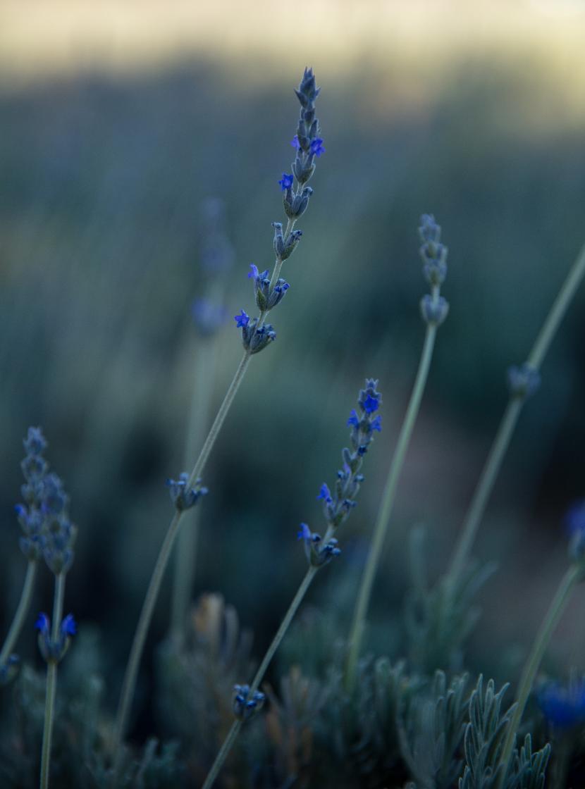 What Are Essential Oils Used For?