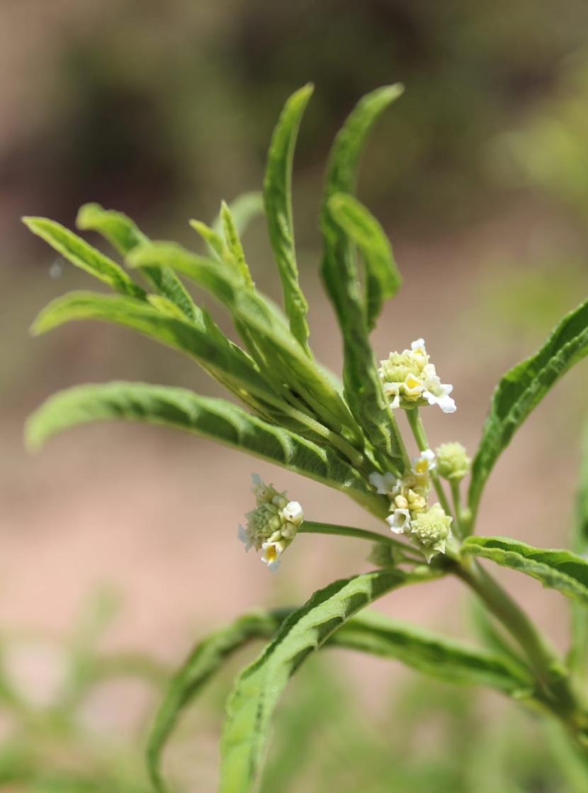 Fragrância da Verbena Selvagem