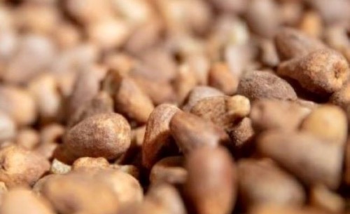 Óleo Vegetal Biológico de Ximenia Óleo Vegetal Biológico de Ximenia